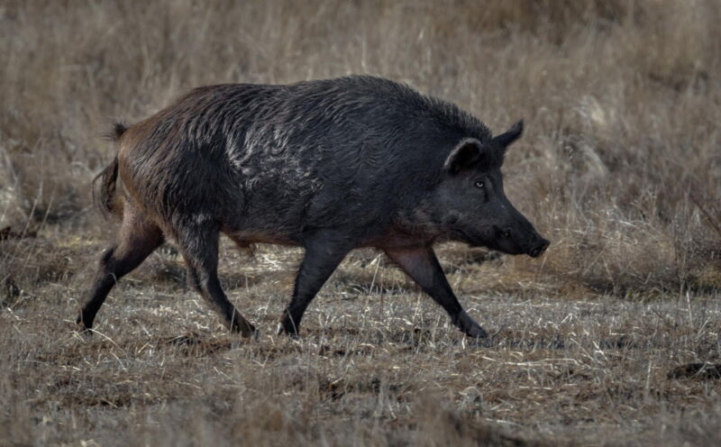 Feral hogs are the invasive menace you’ve never thought about