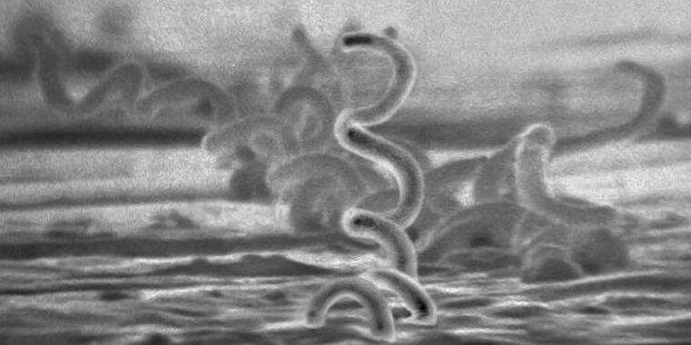 Après des décennies de guet, une bactérie insaisissable frappe enfin en Californie