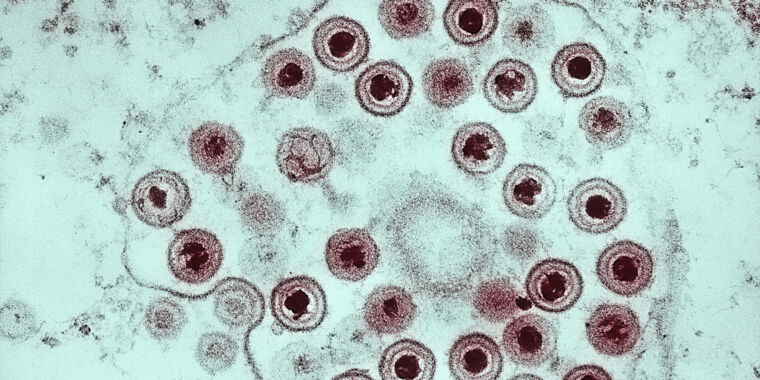 Link between herpesviruses and giant viruses no longer missing