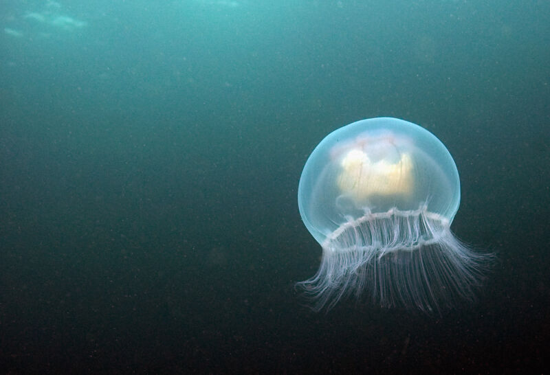 Image of a jellyfish near the surface of the ocean.