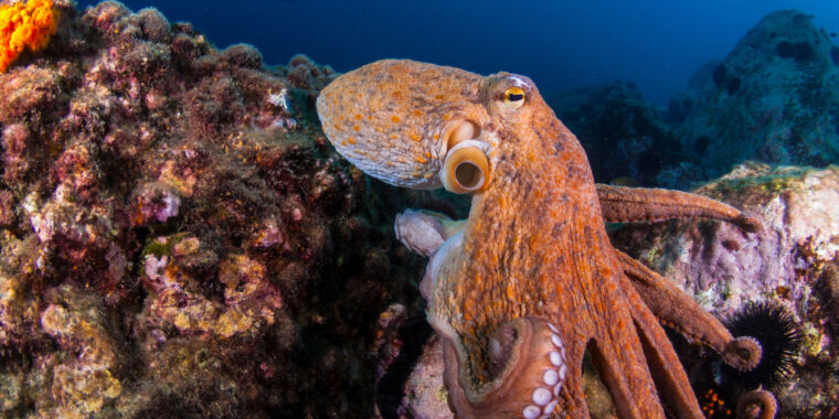 We’re one step closer to reading an octopus’s mind