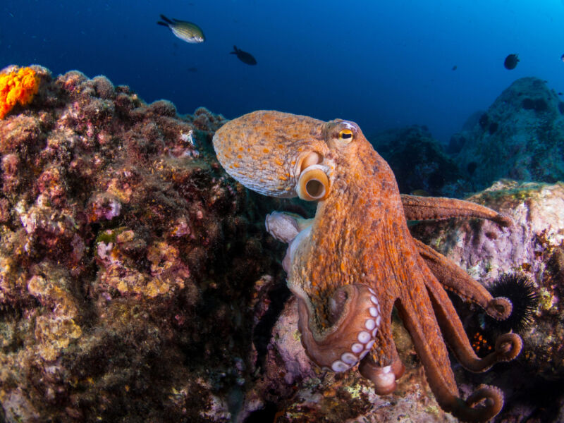 Image of an octopus moving across a coral reef.