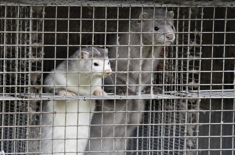 Minks are seen at a farm in Gjol, northern Denmark, on October 9, 2020.