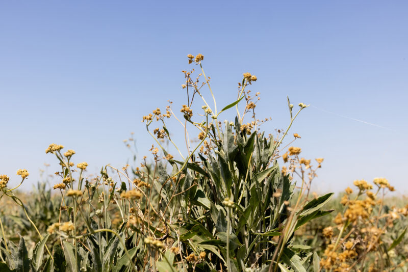 Guayule grows at farm in Casa Grande, Arizona