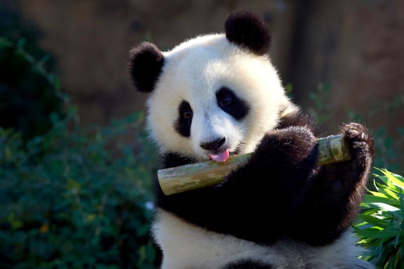 Giant panda cub Huanlili plays with a bamboo during her first birthday at the Beauval zoological park in Saint-Aignan, central France, on August 2, 2022.  