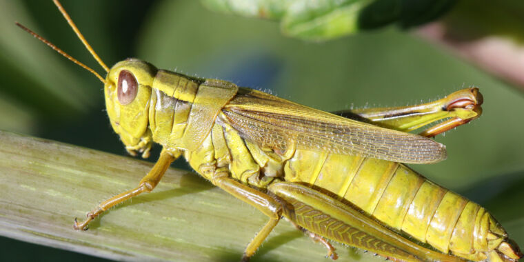 A warmer planet, less nutritious plants and… fewer grasshoppers?