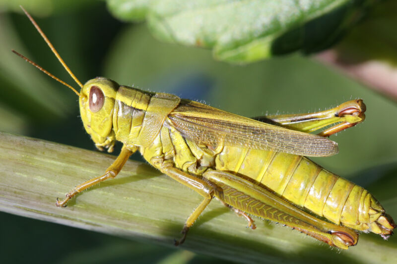 Grasshopper sits on a plant stem