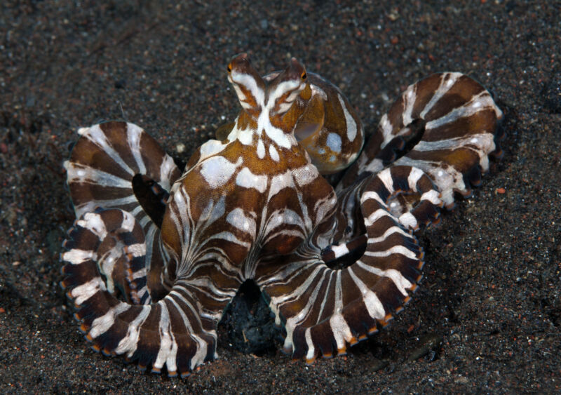 image of an octopus with brown and white stripes