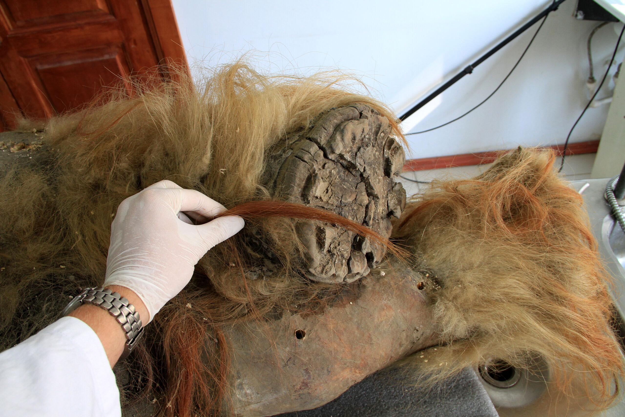 The distinctive fur of the mammoth may be the result of several genetic changes.