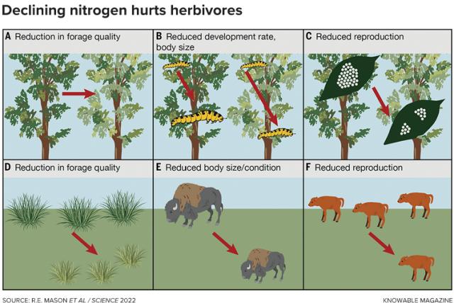 Nitrogen is a critical element of plant proteins. When nitrogen levels decline in leaves, the insects and other animals that get protein from those leaves may grow more slowly and have fewer offspring.