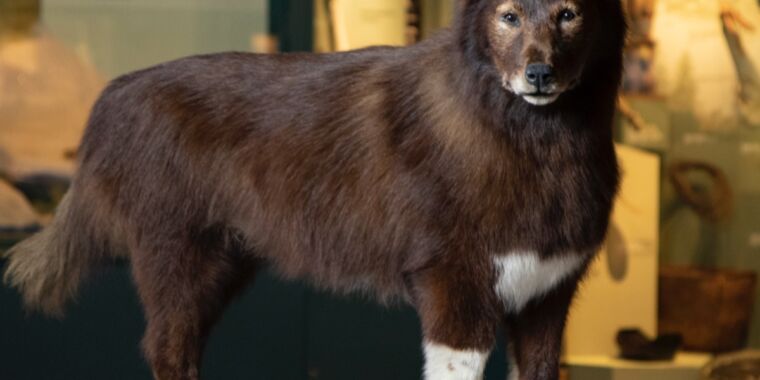 Científicos han secuenciado el genoma de Balto, famoso perro de trineo de 1925 "Serum Run"