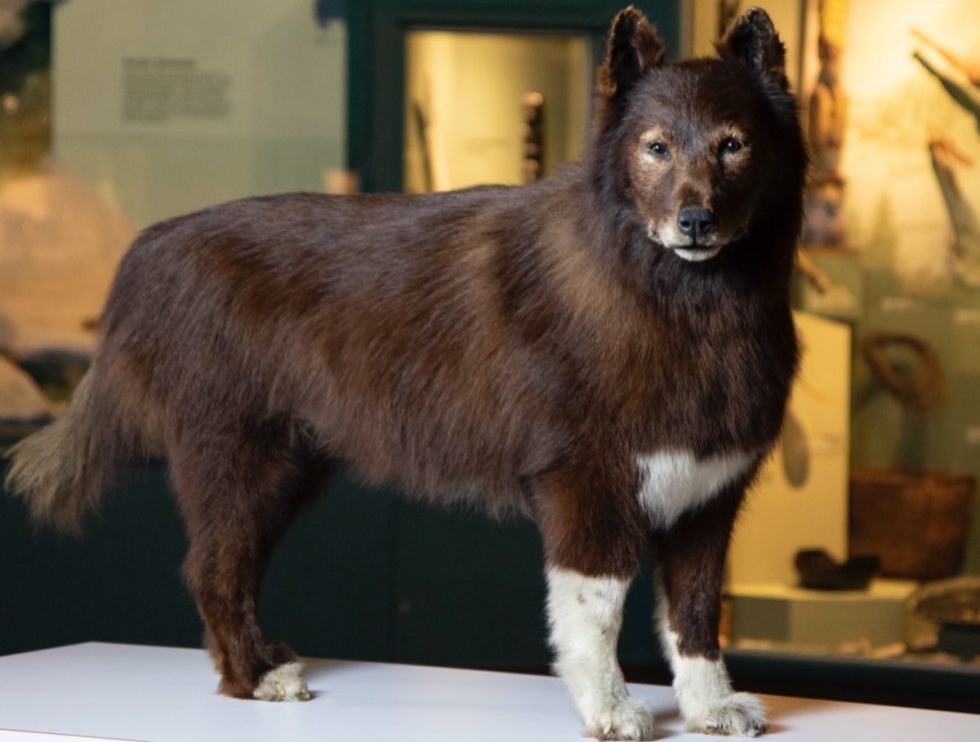 Scientists sequenced the genome of Balto, famous sled dog of 1925 ...