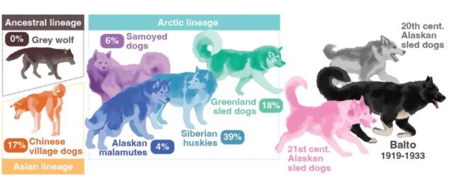 Le Balto partage une ascendance commune avec les races de chiens arctiques et asiatiques modernes.  Il n'a pas d'ancêtres loups discernables.