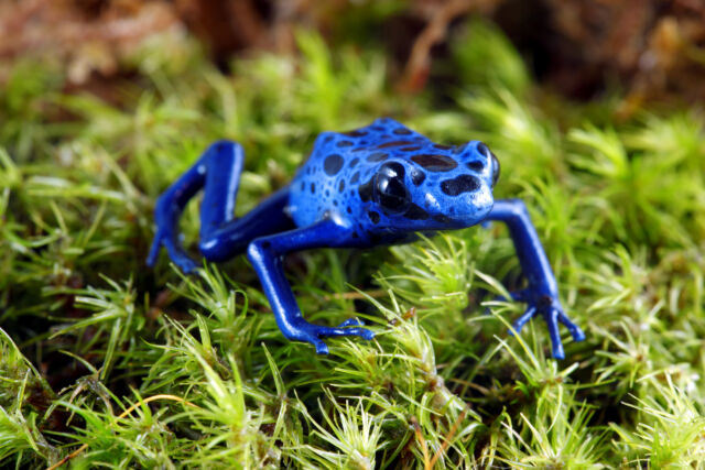 blue-froggo-640x427.jpg