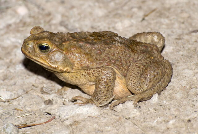 cane-toad-640x435.jpg