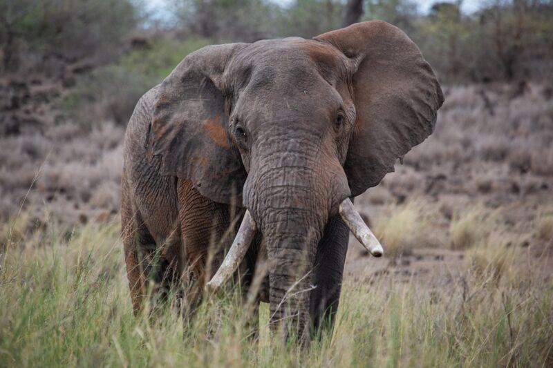 An African Savannah elephant roams through Kimana Sanctuary in Kenya in the new documentary series <em>Secrets of the Elephants.</em>“><figcaption class=