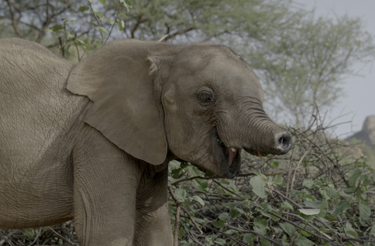 Secrets of the Elephants series reveals a unique, dynamic animal culture