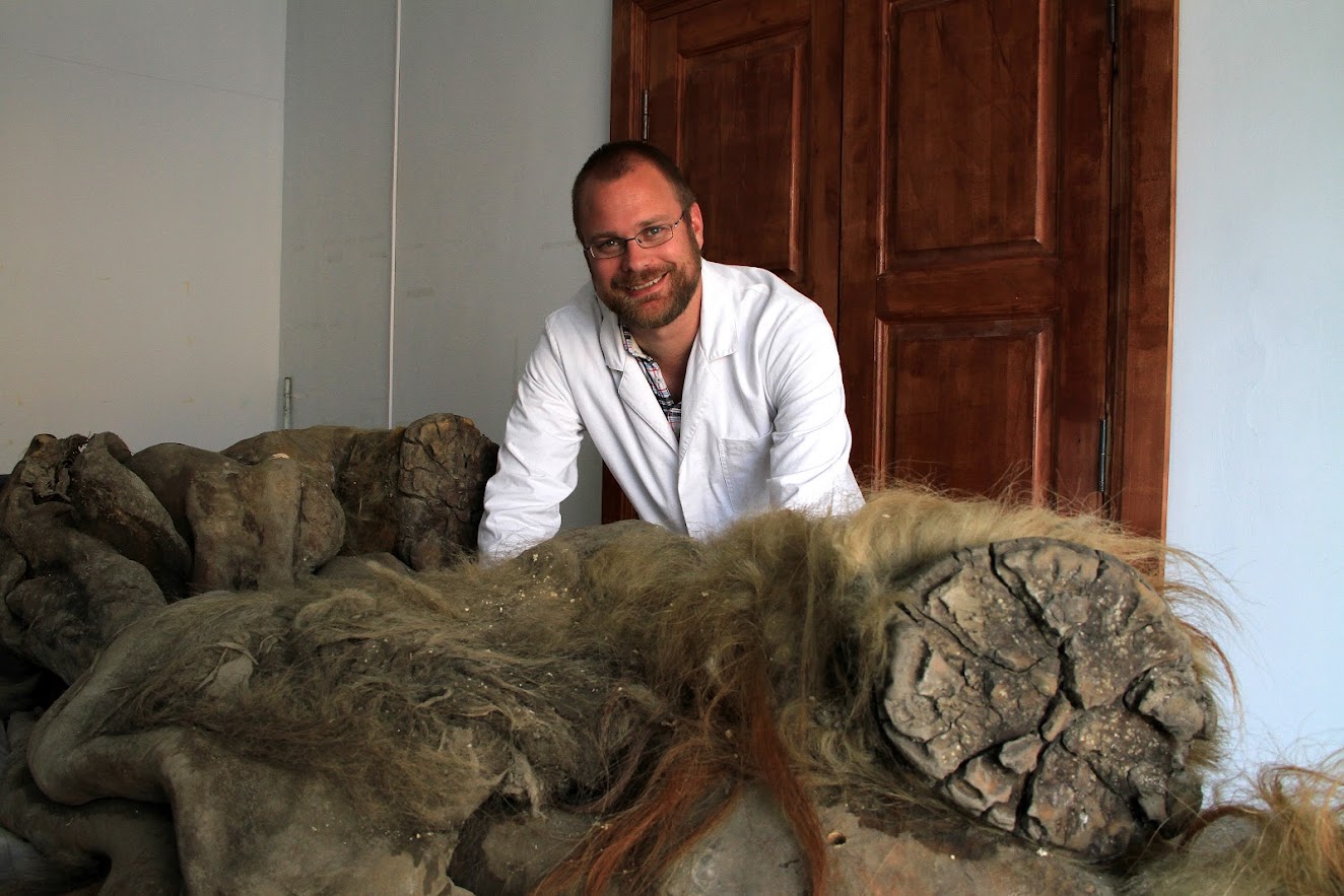 Çalışmaya mamut Yuka ile Love Dalén katıldı.  Bu, eski DNA elde etmek için iyi bir steril teknik değildir.