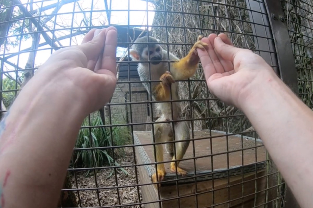 Can you fool a monkey with a magic trick? Only if it has opposable thumbs LaptrinhX / News