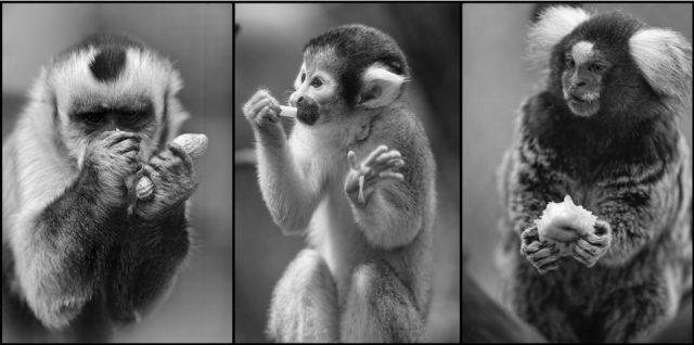 Can you fool a monkey with a magic trick?  Only if he has opposing thumbs – Ars Technica