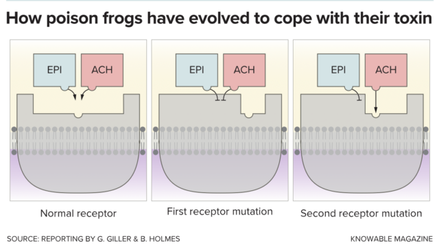 Mysteries of the poisonous amphibians | Ars Technica