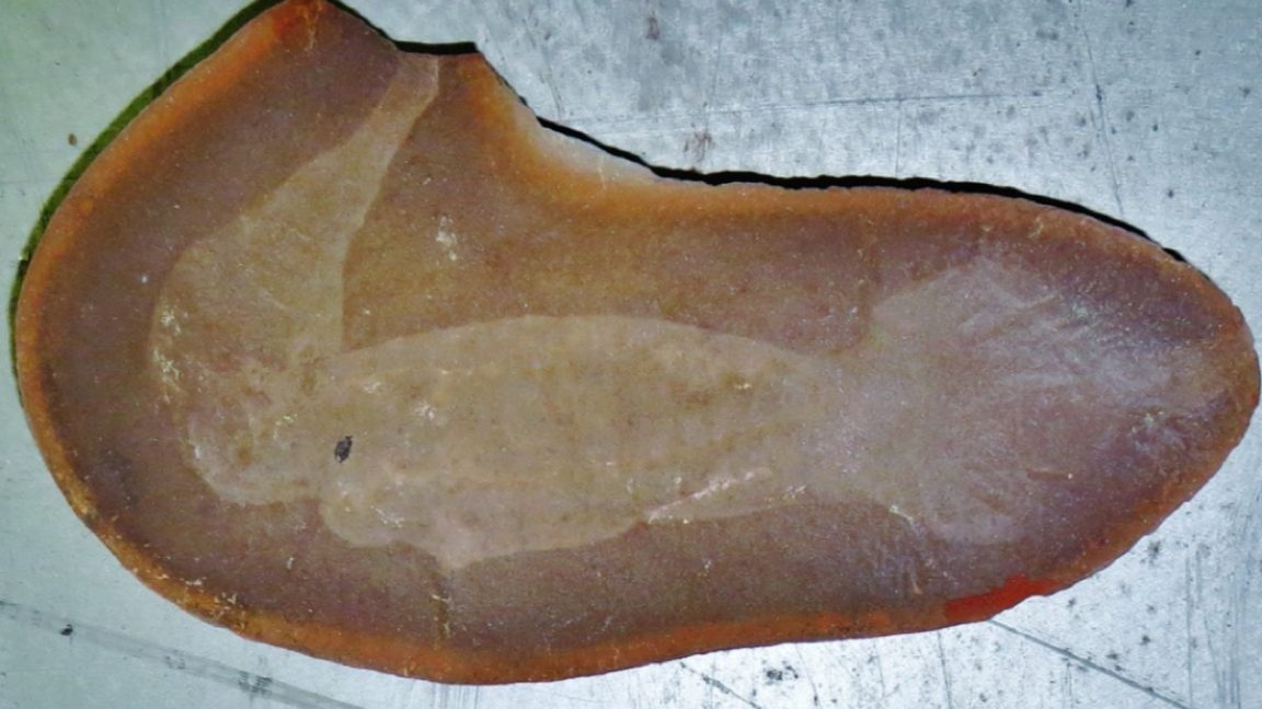 Has the “Tully monster” mystery finally been solved after 65 years ...