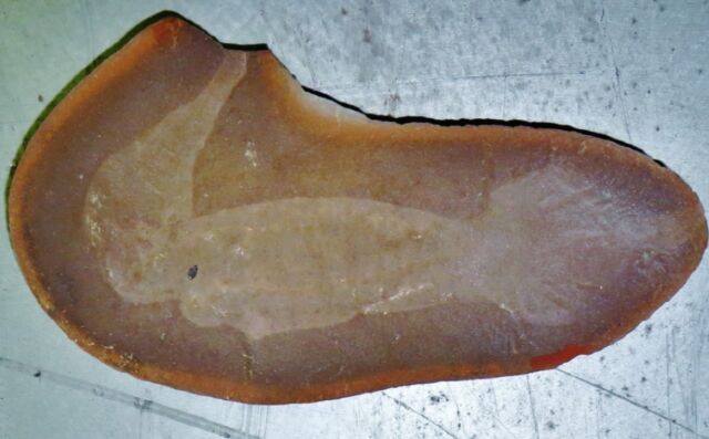 Tullimonstrum gregarium, Tully Monster with Excellent Muscle