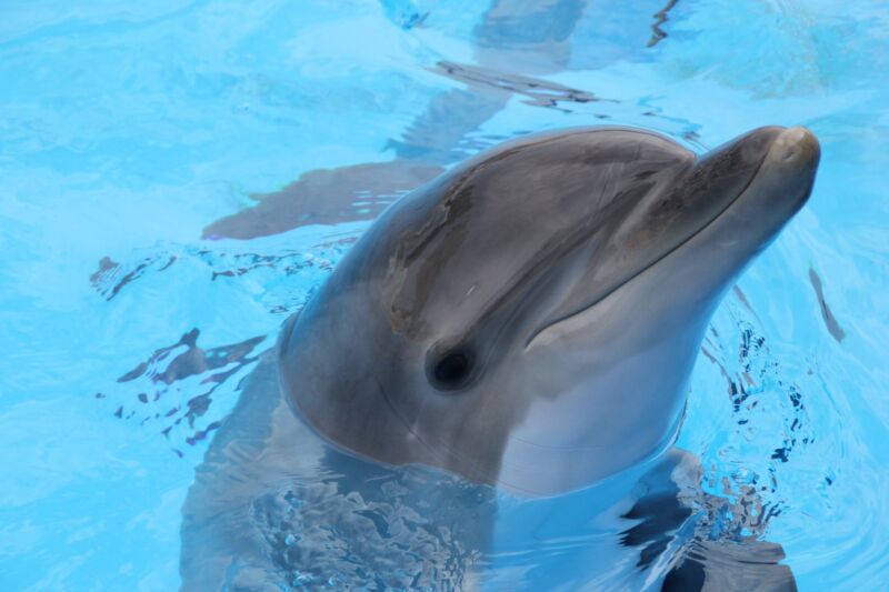This Dolphin is not currently under legal threat from Nintendo.