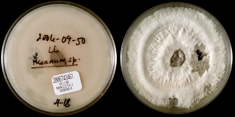 This 2006 image depicts two sides of a Petri dish (reverse L, front R) growing a filamentous colony of <em>Fusarium solani</em>, the potential fungal pathogen behind the outbreak.