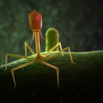 Cartoon of a phage, showing a complex geometrical head connected to legs by a long stalk.