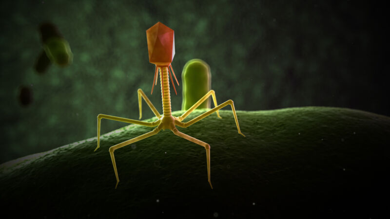 Cartoon of a phage, showing a complex geometrical head connected to legs by a long stalk.
