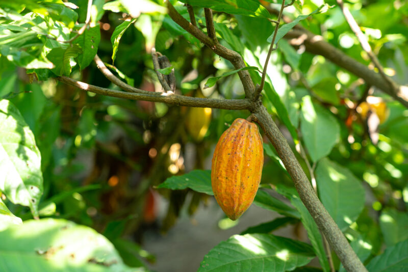 Picture of a yellow fruit growing on a small tree.