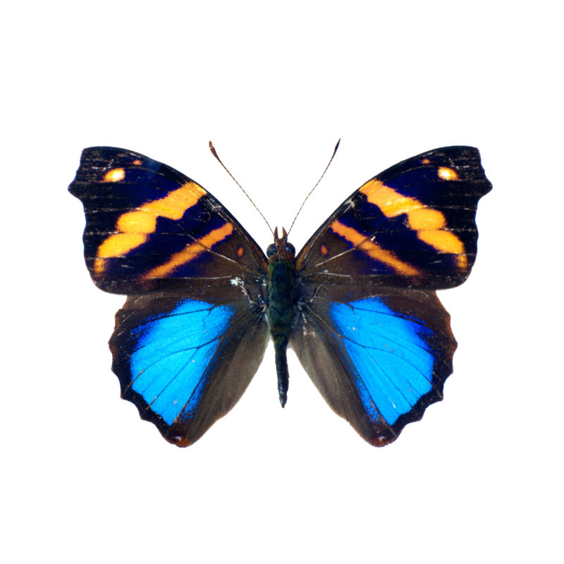 Afbeelding van een kleurrijke vlinder