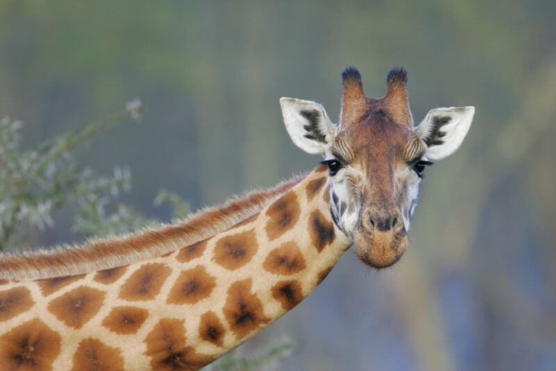 Image of a giraffe's head and upper neck, leaning to the right.