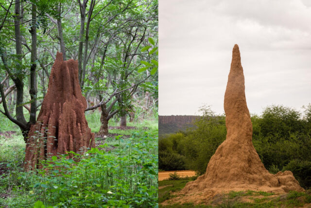 (à gauche) Termitière à Bangalore, Inde.  (à droite) Termitière à Waterberg, Namibie.