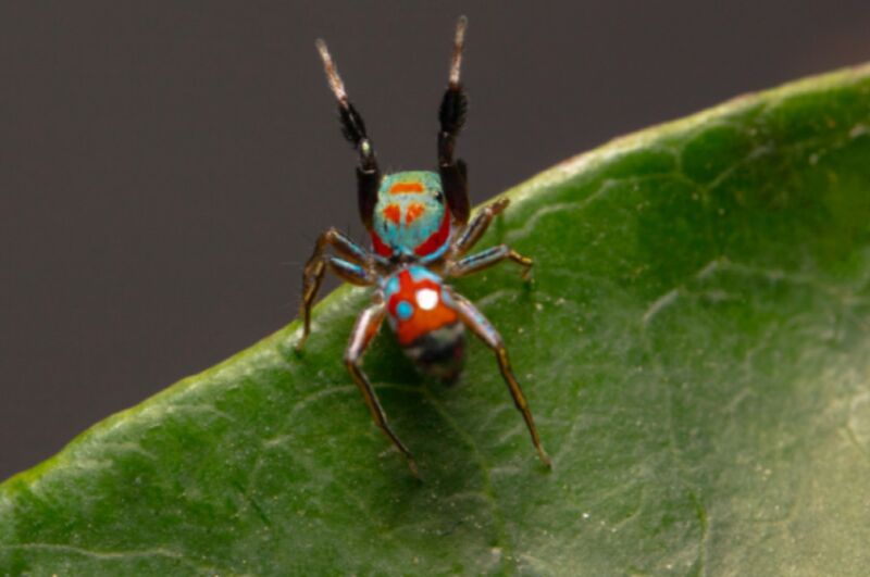 The colorful jumping spider <em>Siler collingwoodi</em> mimics the walk of an ant to evade predators. 