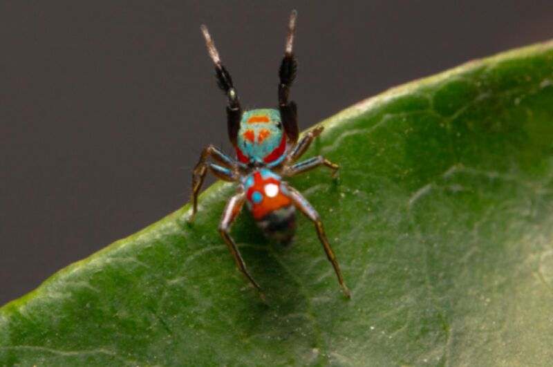 Estas minúsculas aranhas saltadoras andam como formigas para evitar predadores – Ars Technica