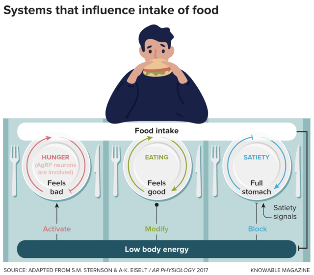 Three different neural systems control the feeling of hunger and the intake of food. If the body is low on energy, AgRP neurons become active, which feels unpleasant and makes an animal seek out food. Food also creates positive feelings regardless of the body’s energy state, maintaining a desire to eat even if the body isn’t in energy deficit. And signals of satiety or nausea tell the brain that the animal isn’t hungry and cause it to stop eating.
