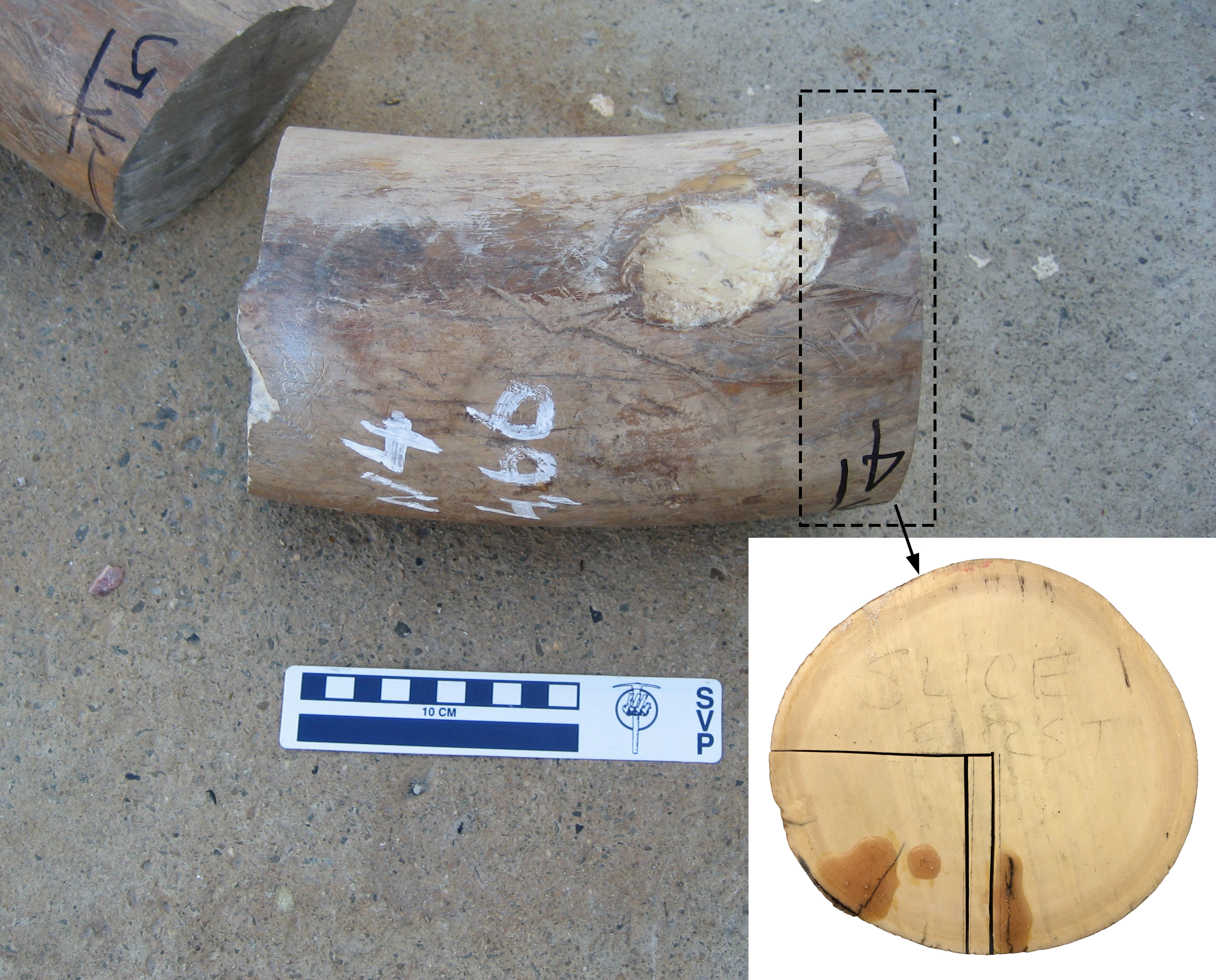 Details in the tusk material include growth rings and hints about the animal's health.