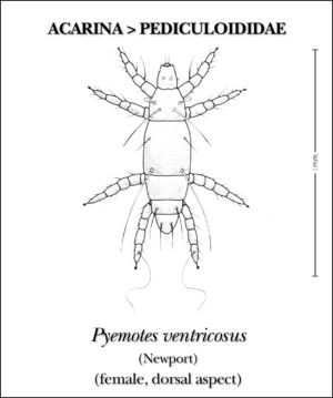 From a dorsal perspective, this illustration highlights the structural details exhibited by the female mite,<em> Pyemotes </em><em>ventricosus</em>.