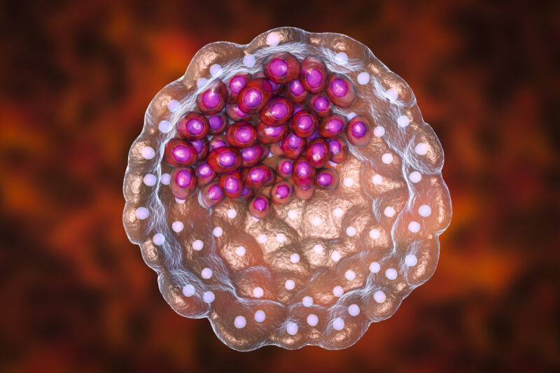 Image of a sphere of cells with a small cluster of additional cells inside.
