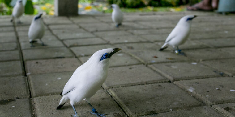 Why we’re “interviewing” captive birds to find the best to release into the wild