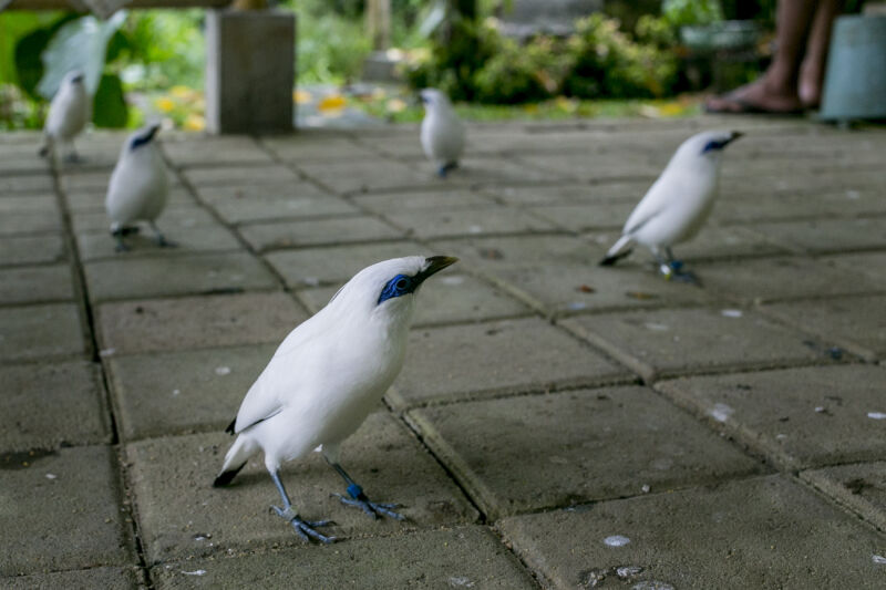 Several breeded Bali myna or Bali starling (Leucopsar rothschildi) seen on the ground after being released at conservation site in Tabanan, Bali, Indonesia .