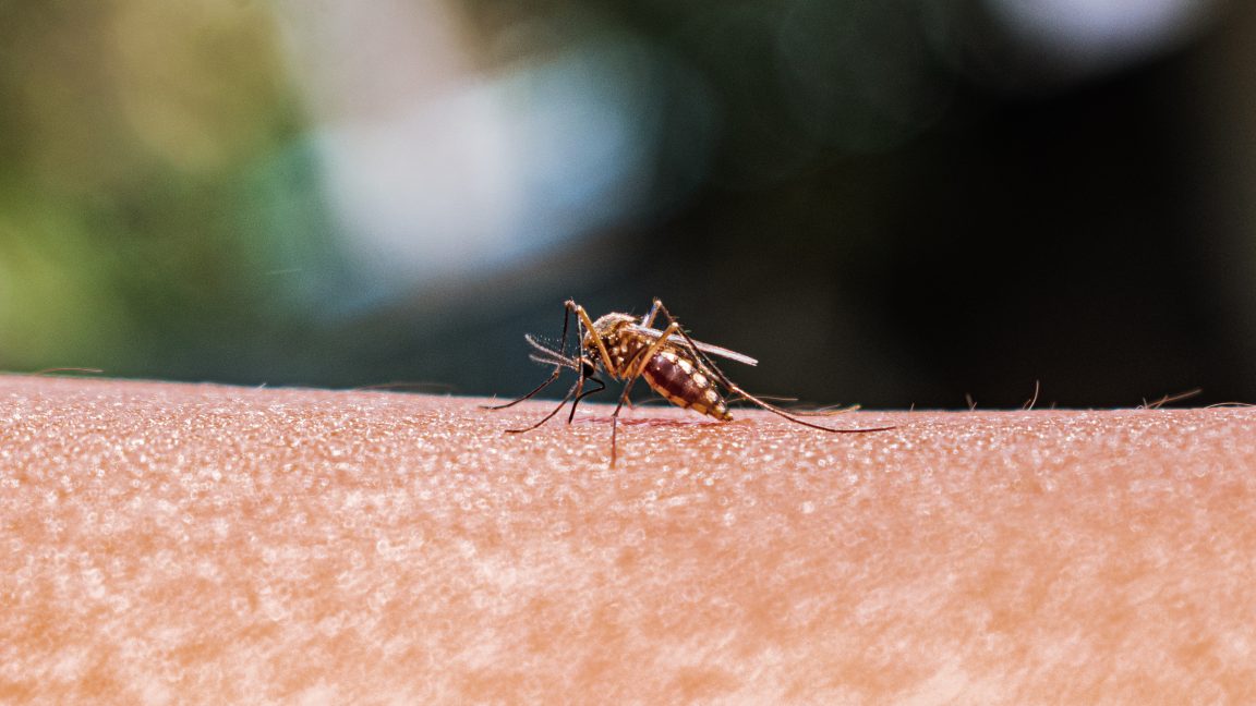 Mosquitoes Spread Diseases as Climate Warms in New England
