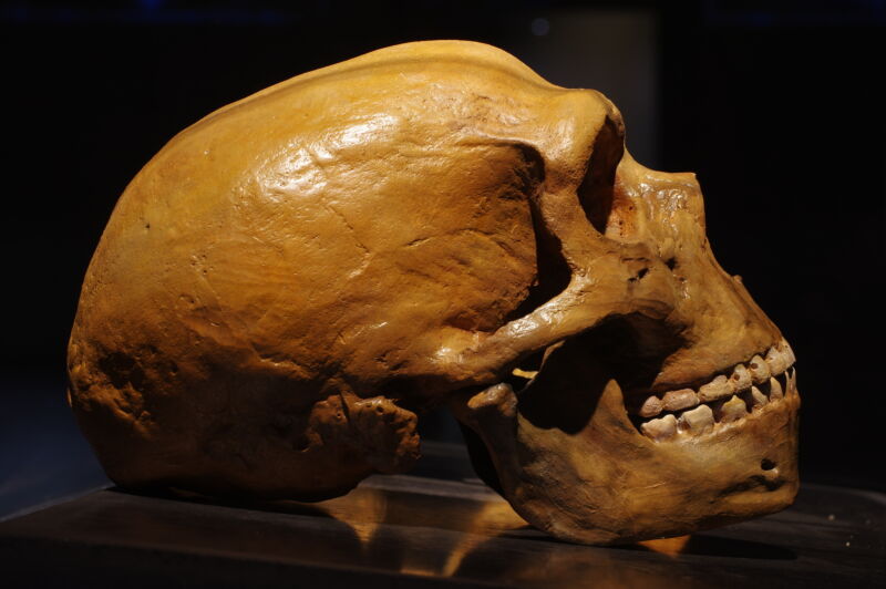 Image of a human skull, brown with age, seen in profile.