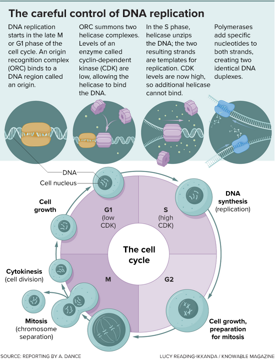 The initiation of DNA replication starts at the tail end of the previous cell division and continues through the cell cycle phase known as G1. DNA synthesis happens during the S phase. Levels of a protein called CDK are critical to ensuring that DNA is replicated once and only once. When CDK levels are low, helicases can jump onto the DNA and start to unwind it. But repeat binding does not happen because CDK levels rise, and this blocks the helicase from binding again.
