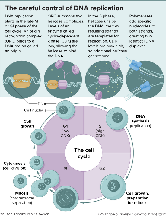 Chytré DNA triky – Ars Technica