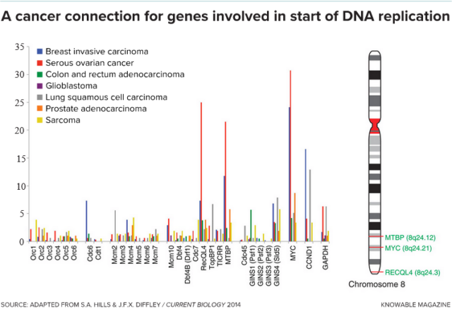 Kiri: Beberapa gen yang terlibat dalam inisiasi replikasi DNA (sumbu horizontal)—yaitu, salah ditranskripsi dalam jumlah tambahan—diamplifikasi ke berbagai tingkat (sumbu vertikal) pada kanker yang berbeda.  Kanan: Pada kromosom 8, sekelompok tiga gen — ditampilkan dalam teks berwarna hijau — sering diamplifikasi pada beberapa jenis kanker.