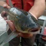 Close up of Asian Carp