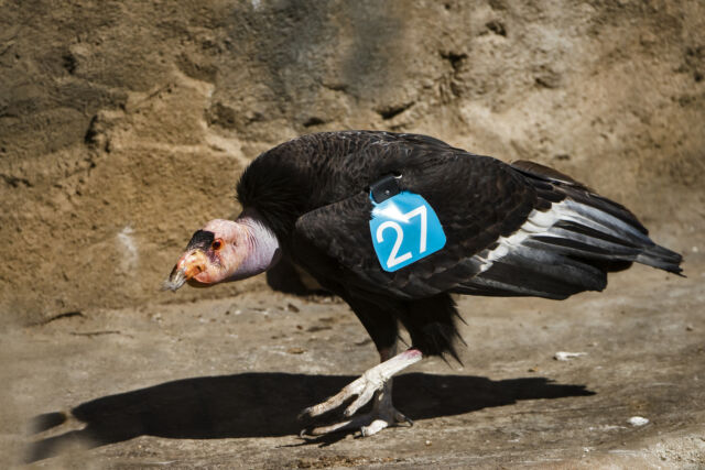 Ce condor de Californie est né en 2004 dans le cadre d'un programme de reproduction et a été relâché en Arizona en 2006. Dans les années 1980, il ne restait que 27 de ces oiseaux. Un programme de rétablissement a permis de porter les effectifs de l'espèce à plus de 500, dont plusieurs centaines vivent à nouveau à l'état sauvage.